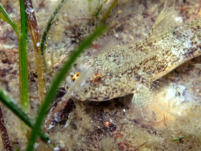 Gobius couchi... a carnevale?